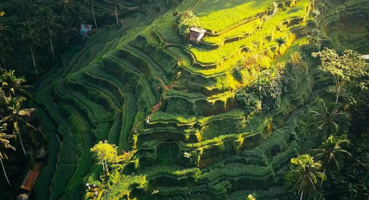 Peaceful greens of Ubud’s Rice Terraces