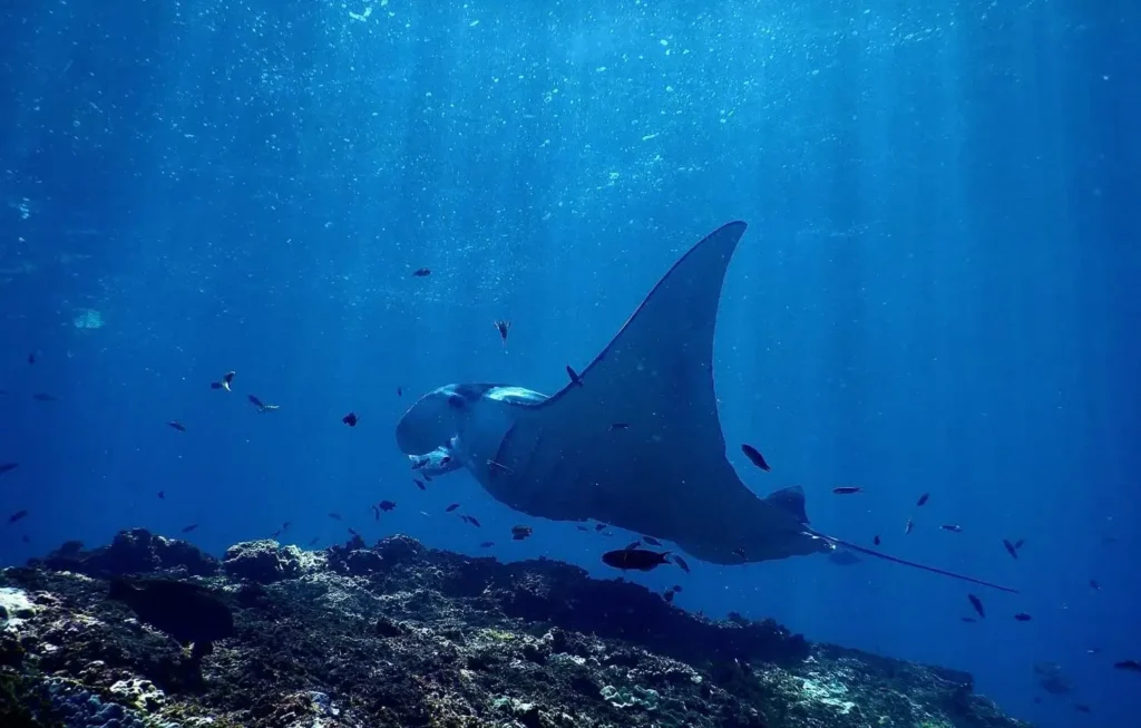 Majestic underwater giant Manta Ray