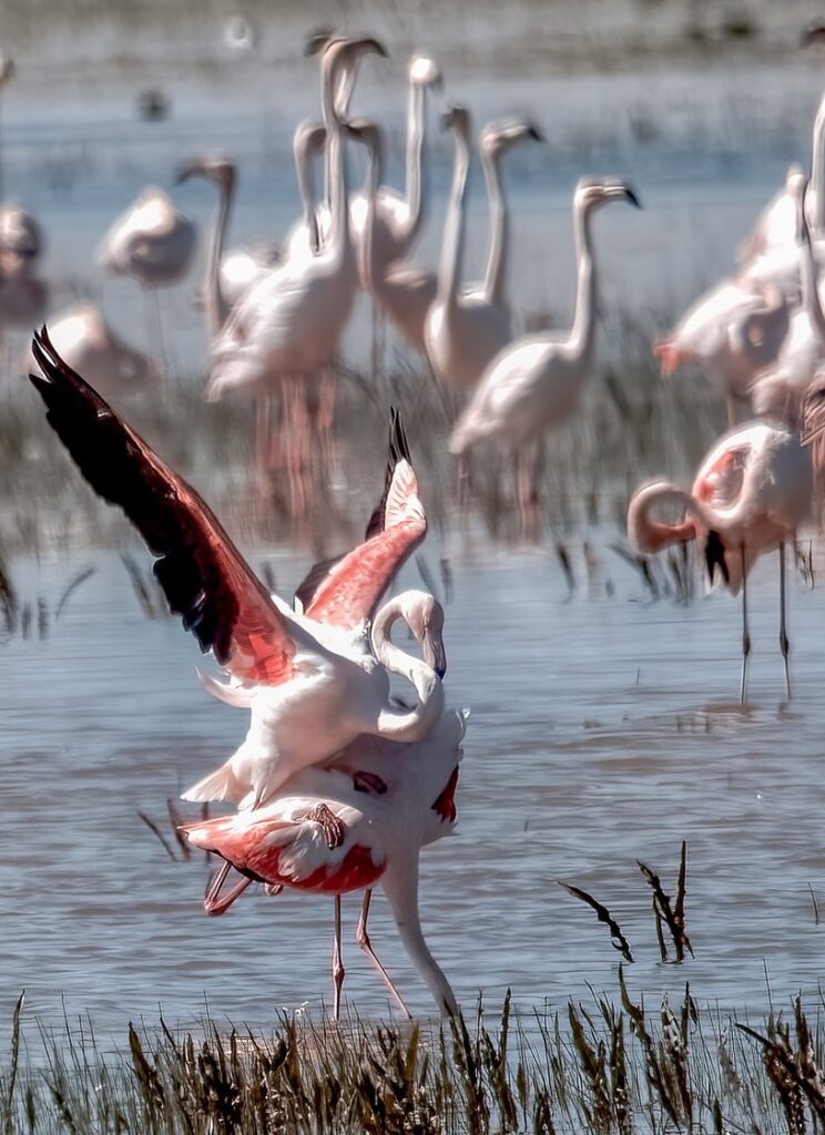 
Flamingos of Doñana dancing in pink harmony