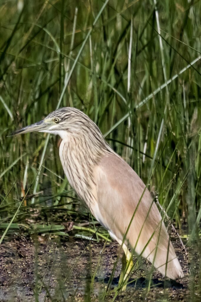 The beauty of the endangered bittern in Doñana